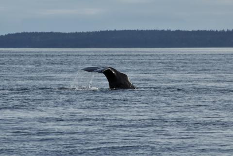 Yukusam the Sperm Whale Sperm Whale in Boundary Pass