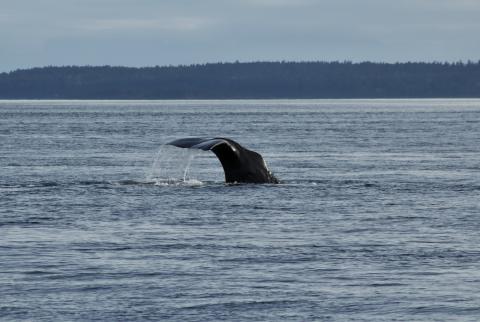 Sperm Whale in Boundary Pass