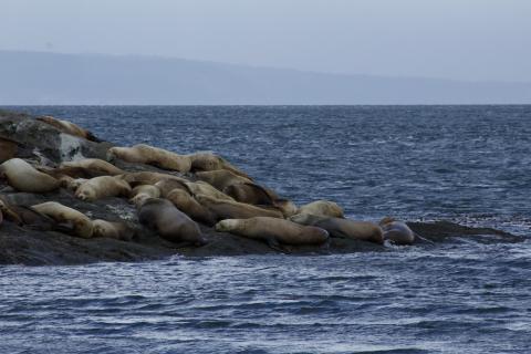 Steller Sea Lions