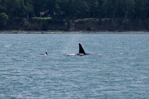 Bigg's Orcas