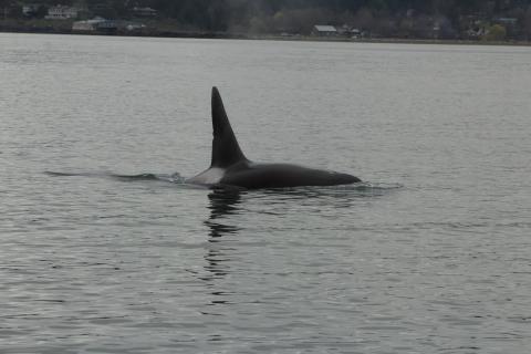 Bigg's Orcas