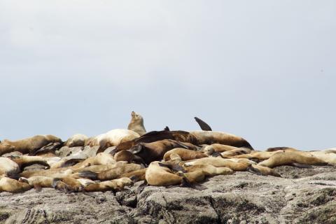 Steller Sea Lions