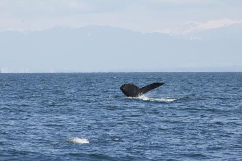 Humpback Whale in Strait of Georgia Humpback Whale