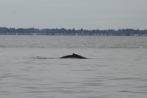 Humpback Whale