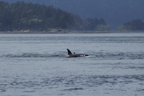 Bigg's Orcas