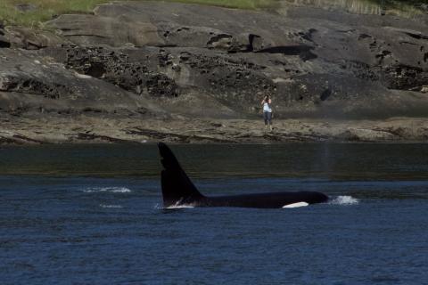 Chainsaw the Bigg's Orca