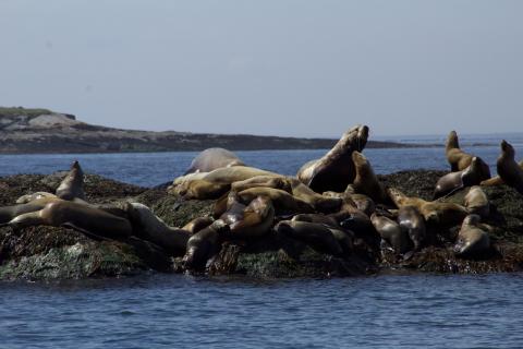 Steller Sea Lions