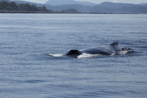 Humpback Whale