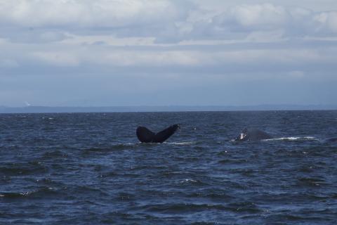 Humpback Whale