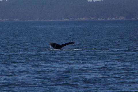 Humpback Whale