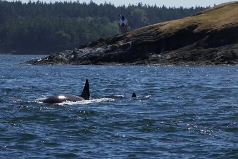 Bigg's Orcas