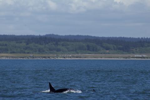 Bigg's Orcas