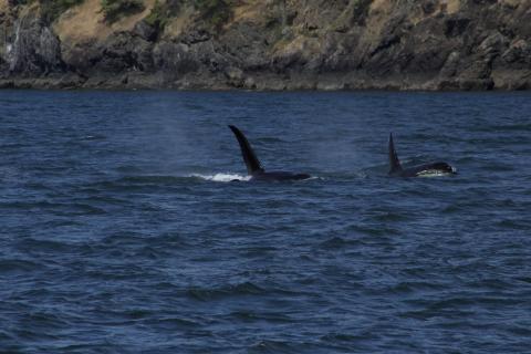 Bigg's Orcas