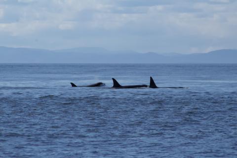 Bigg's Orcas