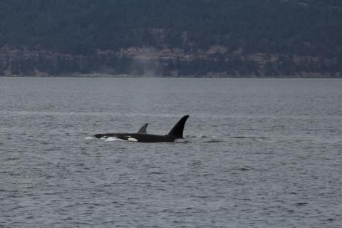 Bigg's Orcas