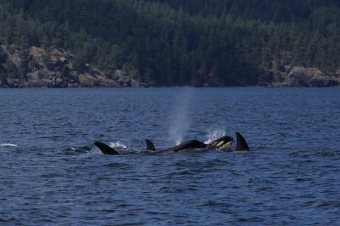 Bigg's Orcas