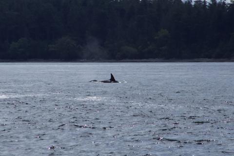 Bigg's Orcas