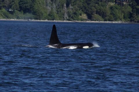 Southern Resident L Pod Orca