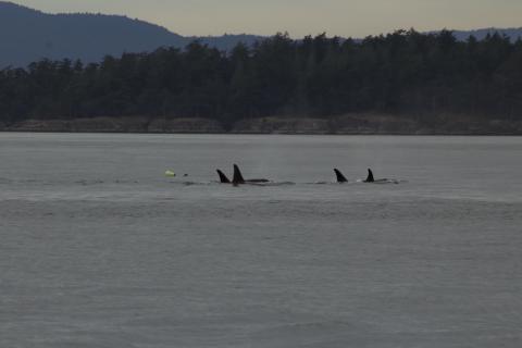 Southern Resident L Pod Orcas