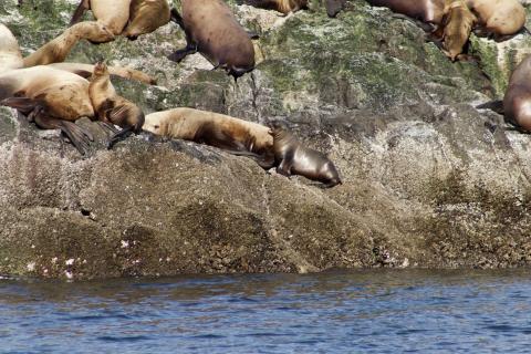 Steller Sea Lion Pups