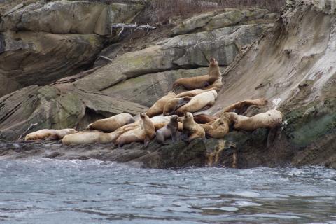 Steller Sea Lions