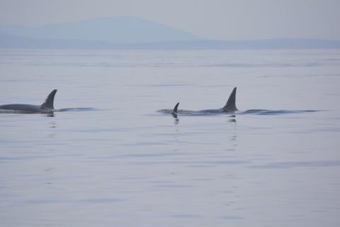 Transient Orcas South of San Juan Island