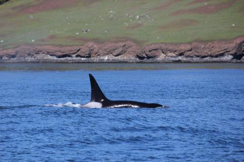 Bigg's Killer Whales by Spieden Island