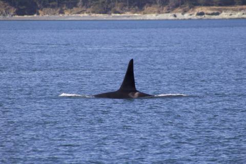 Adult Mal Southern Resident Orca