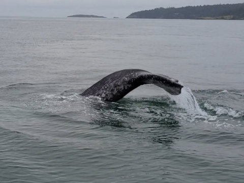 Gray Whale near D'Arcy Island