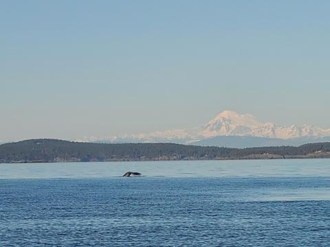 Gray Whale and Koma Kulshan (Mount Baker) Gray Whale near Cattle Point
