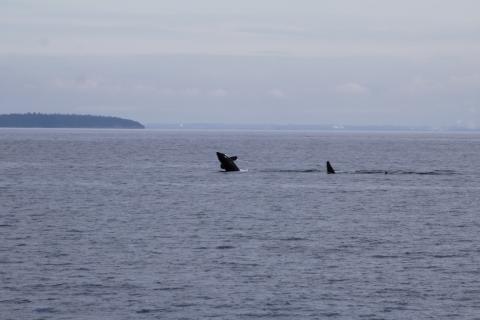 young Bigg's Orca breaches