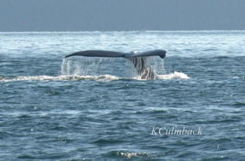 Humpback Whale in Haro Strait