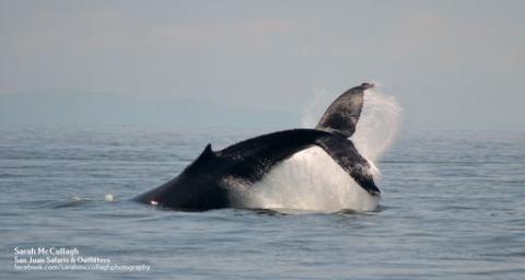 Humpback Whale in Strait of Georgia Humpback Whale in Salish Sea