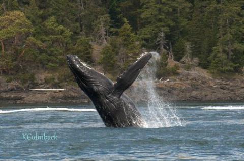 Humpback Whale Breaching