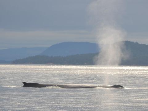 Humpback Whale surfacing for air