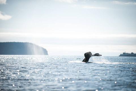 Humpback Whale