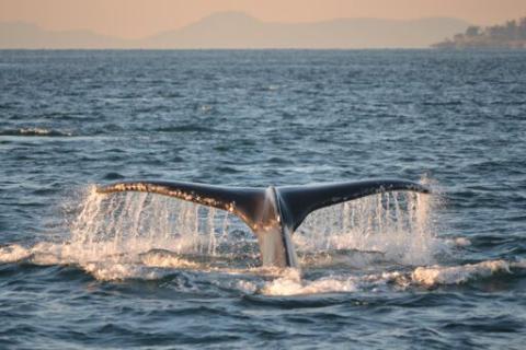 Humpback Whales in Boundary Pass