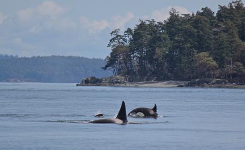 Transient Orcas in the Salish Sea Bigg's Killer Whales near Saltspring
