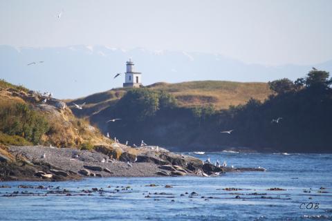 Harbor Seals and Cattle Point