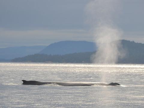 A humpback whale surfaces in the Salish Sea