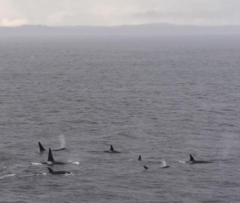 J Pod Southern Resident Killer Whales