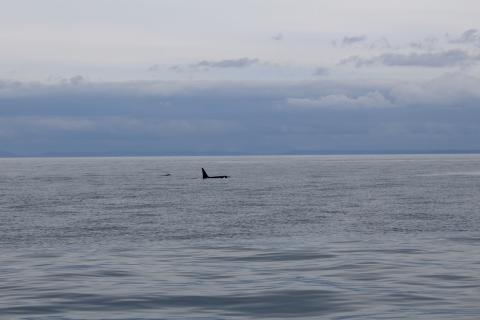 Male Transient Orca in Haro Strait