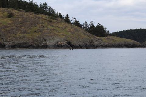 Humpback Whale Fluking near San Juan Island