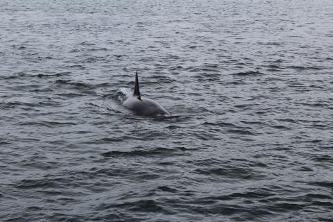 Adult Female Transient Orca near San Juan Island