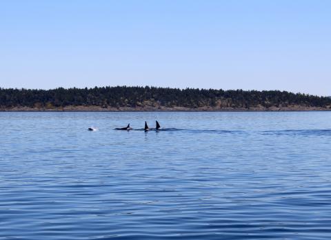 Transient Orcas near Gooch Island