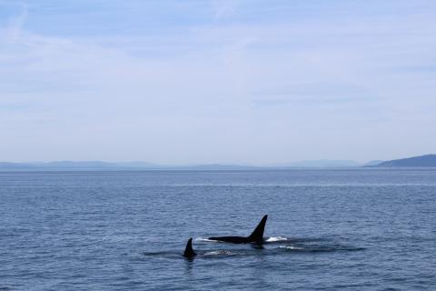 J pod orcas