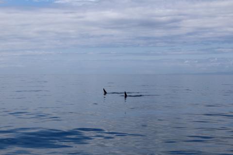 Transient Orcas in Strait of Juan de Fuca