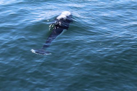 Dall's Porpoise near Turn Point