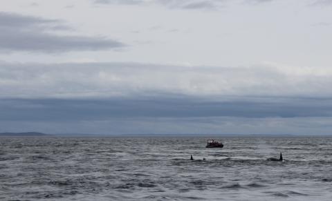 Transient Orcas in Haro Strait