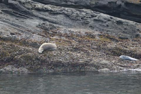 Harbor Seals on Rock